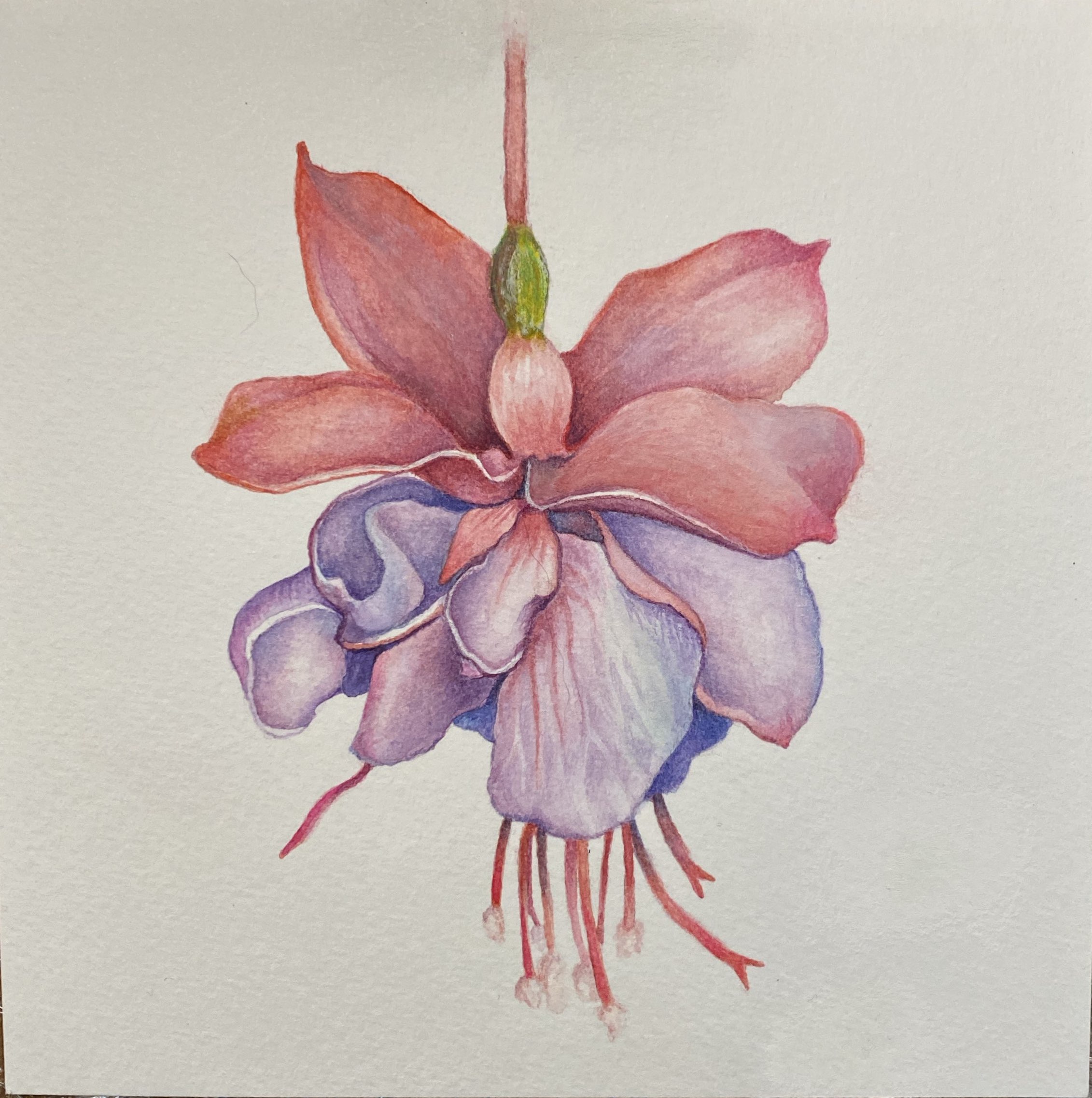 Fuchsia in Watercolors